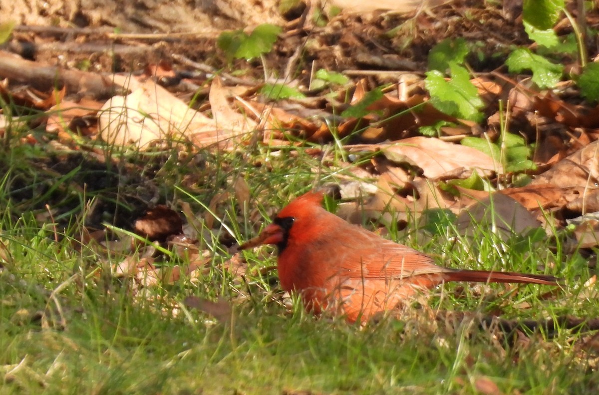 Northern Cardinal - ML647594410