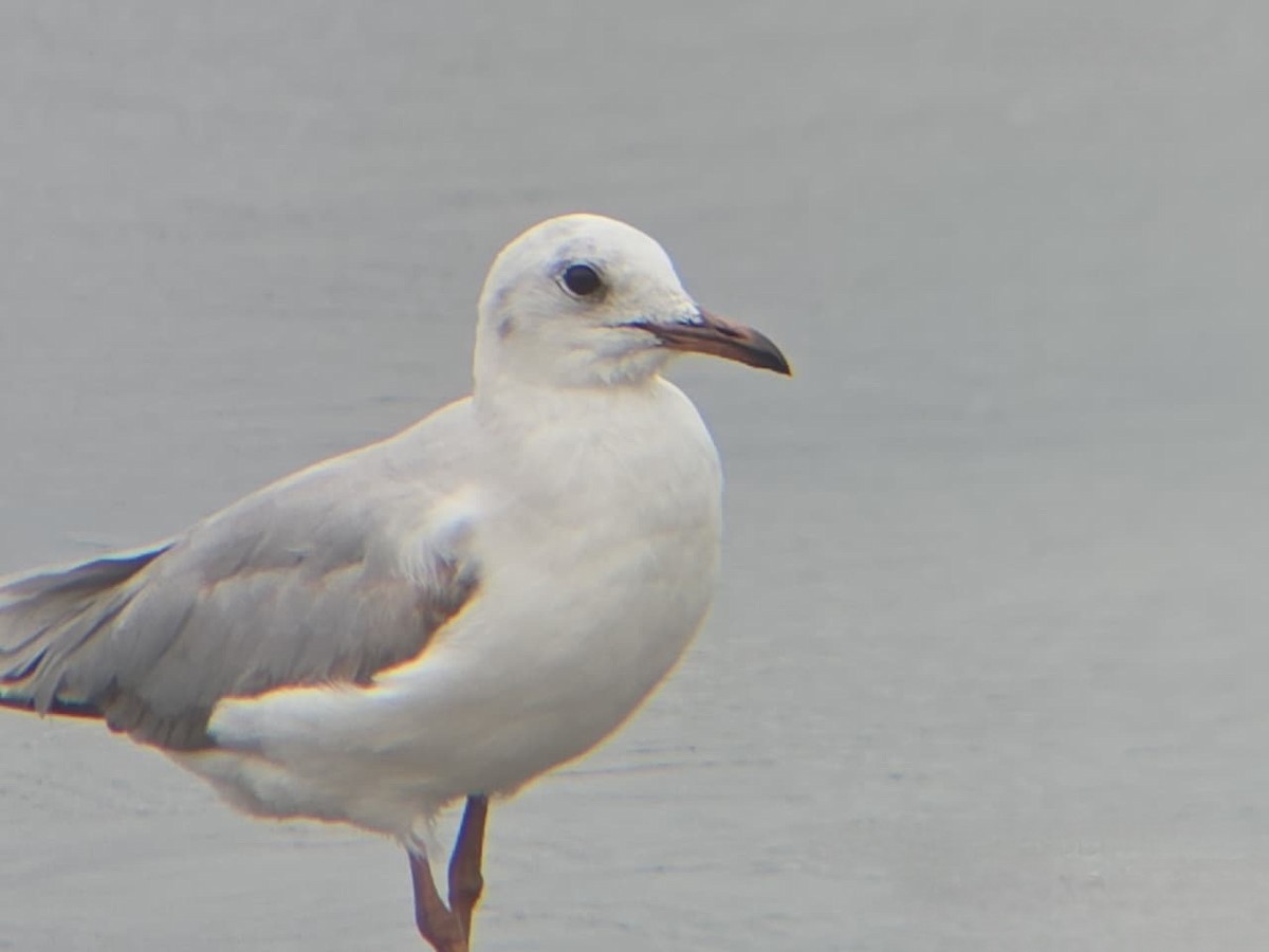 Gray-hooded Gull - ML647594416