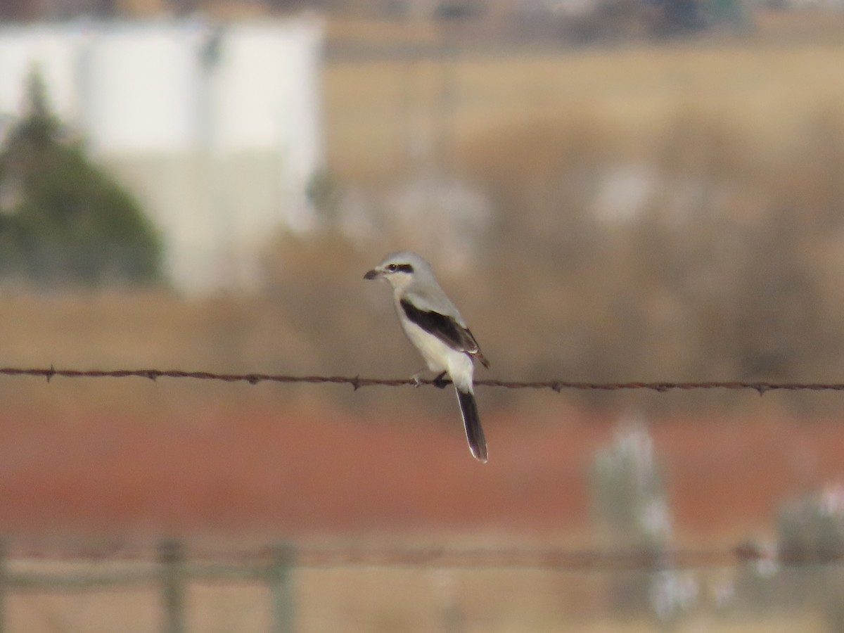 Antzandobi boreala - ML647594421