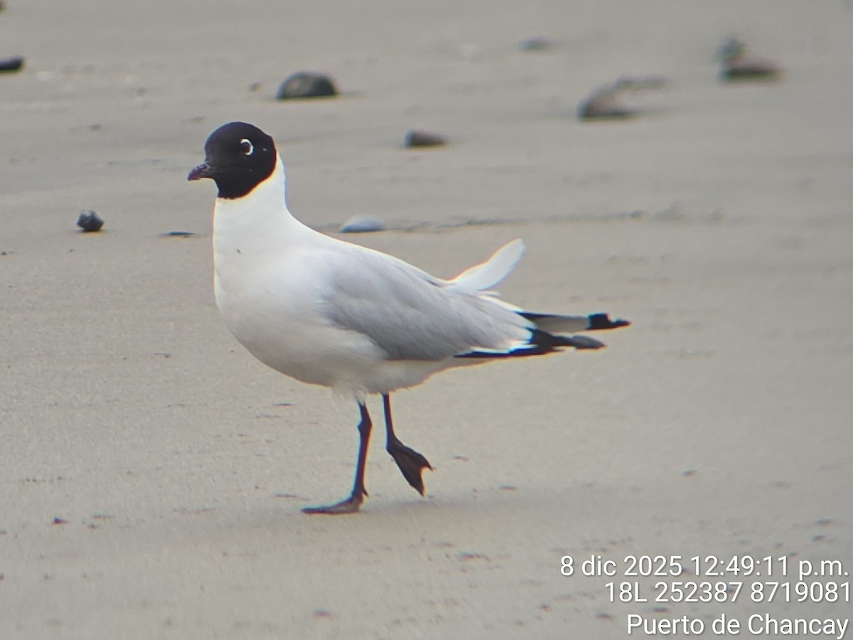 Andean Gull - ML647594423