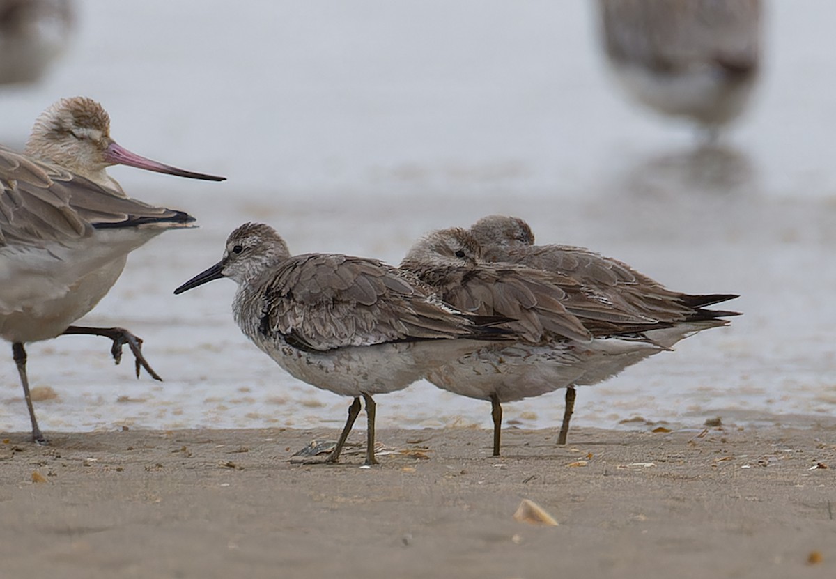 jespák rezavý - ML647594424