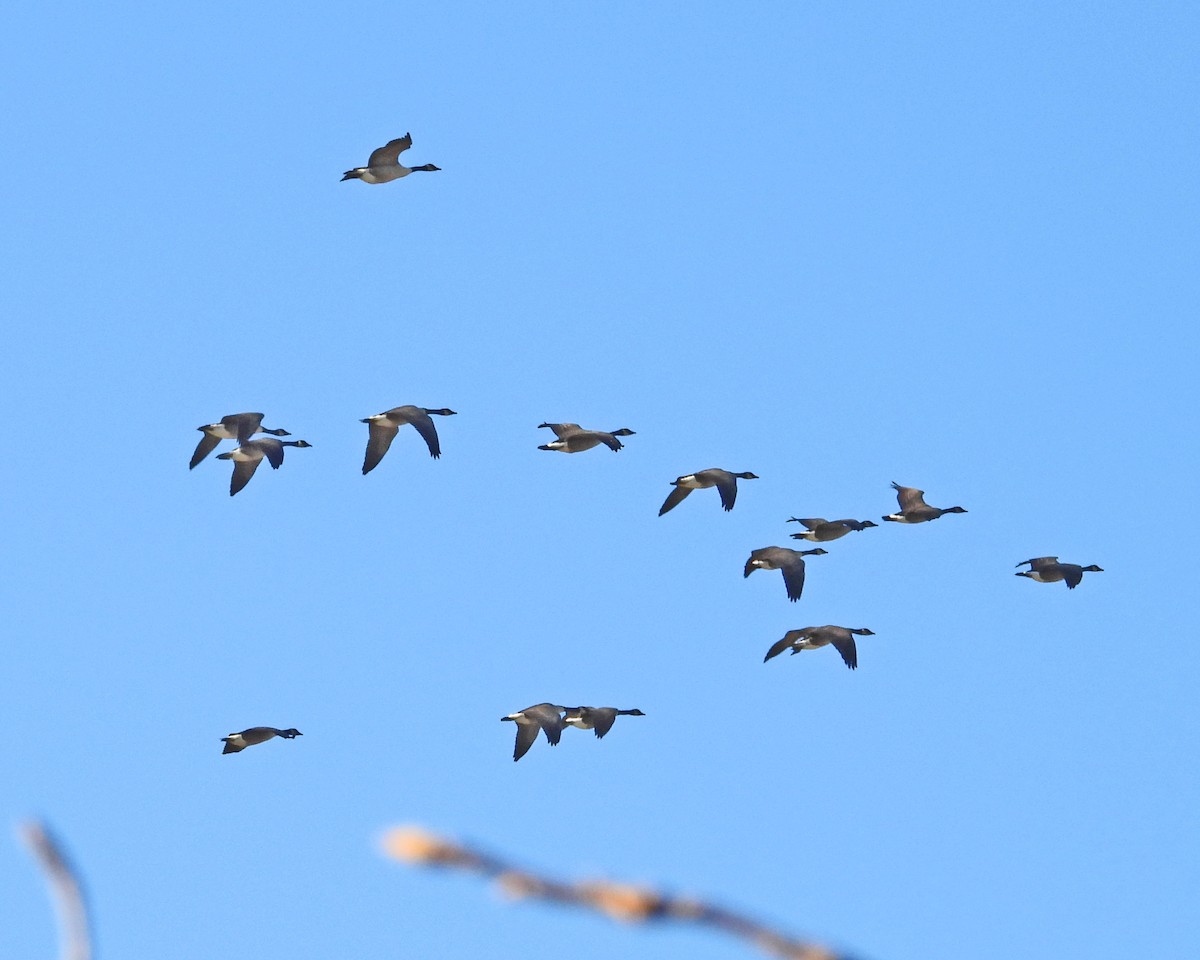 Canada Goose - ML647594429