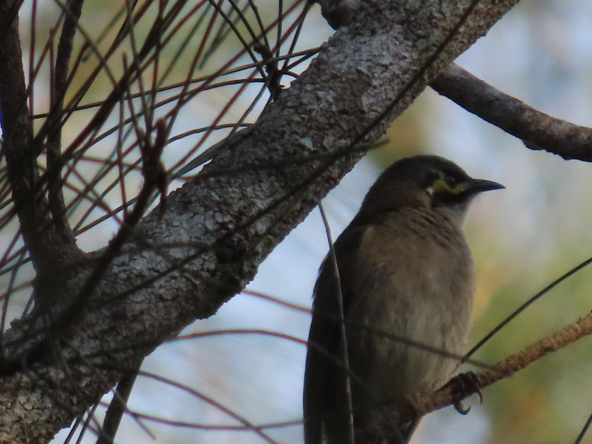 Sarı Yanaklı Balkuşu - ML647594440