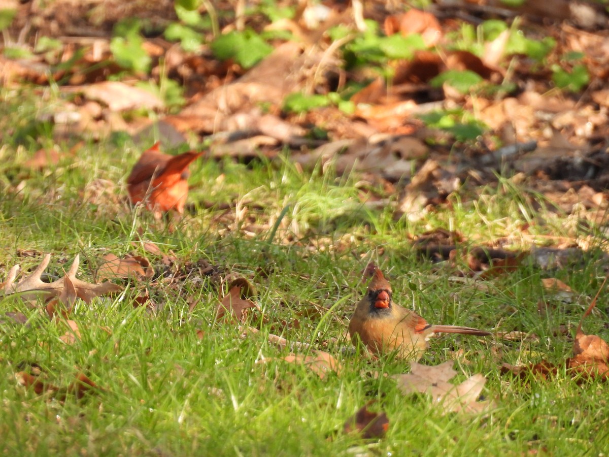 Northern Cardinal - ML647594443