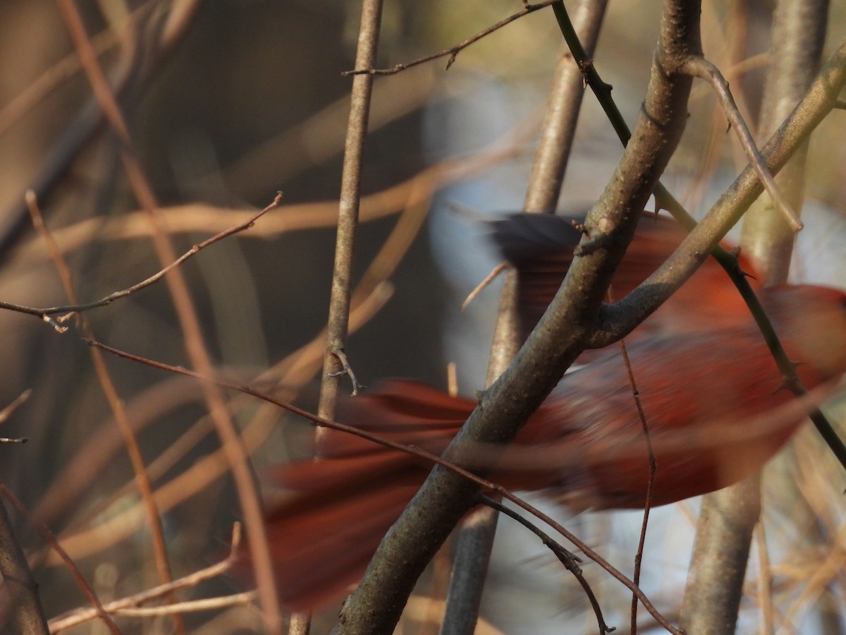 Northern Cardinal - ML647594458
