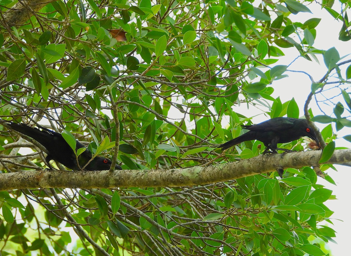 špaček lesklý - ML647594465