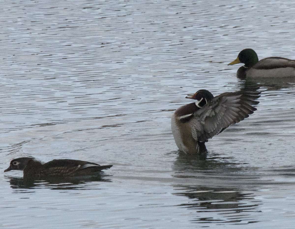 Wood Duck - ML647594484
