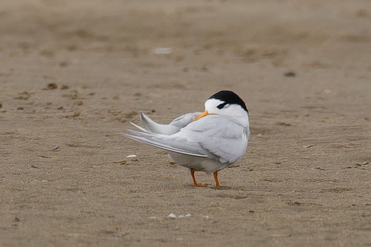 Australian Fairy Tern - ML647594491