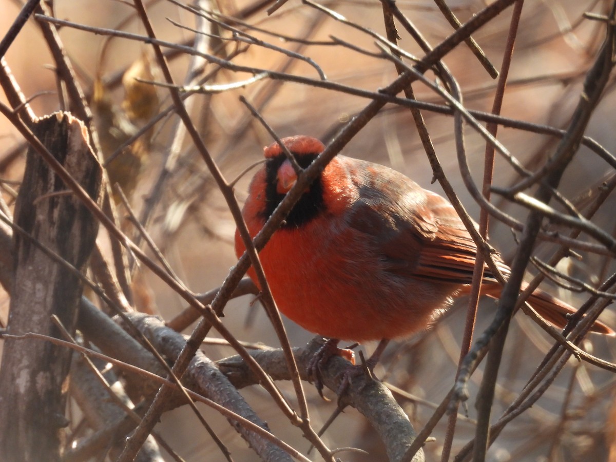 Northern Cardinal - ML647594515