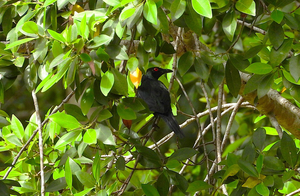 špaček lesklý - ML647594516