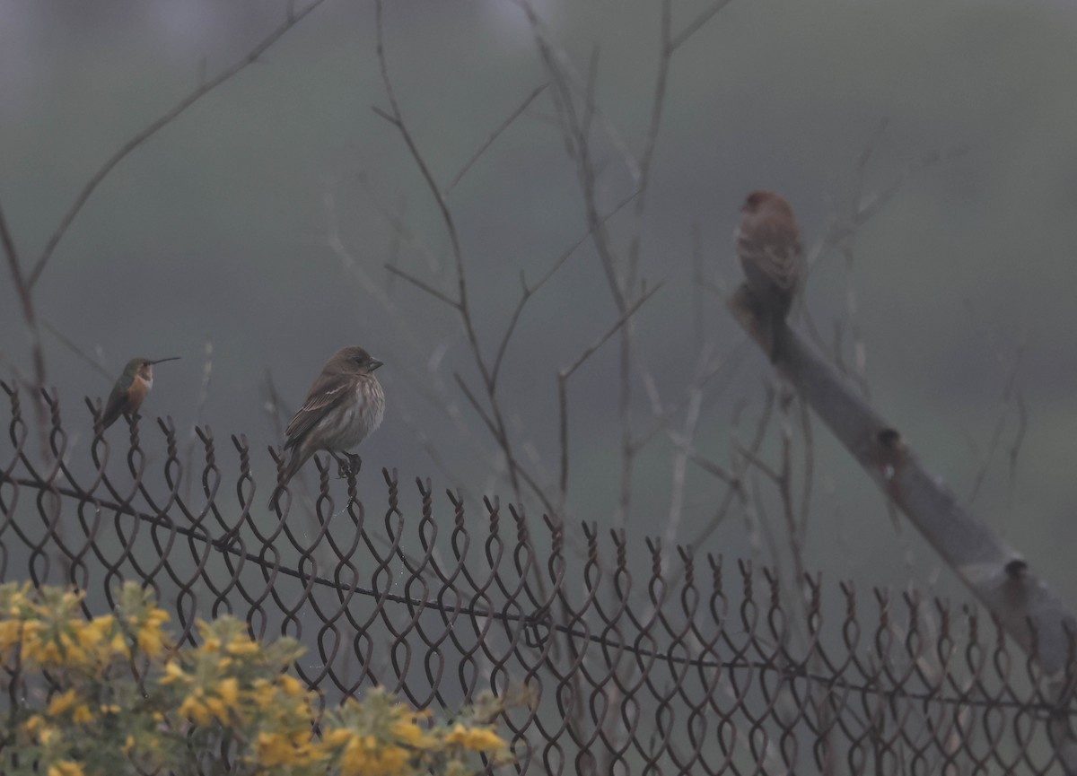 House Finch - ML647594518