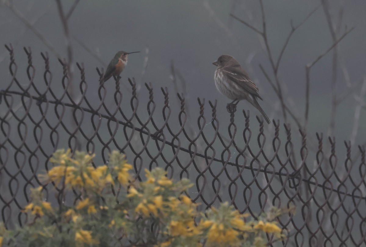 House Finch - ML647594527