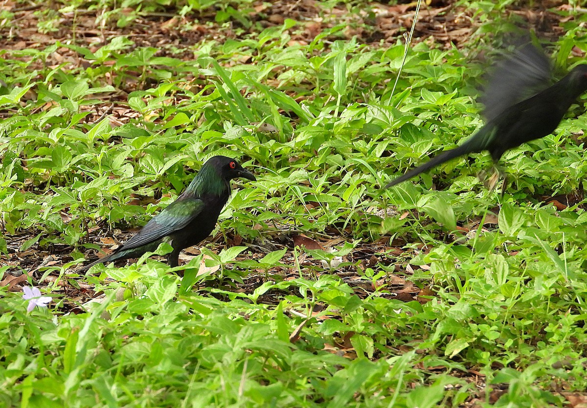 špaček lesklý - ML647594528