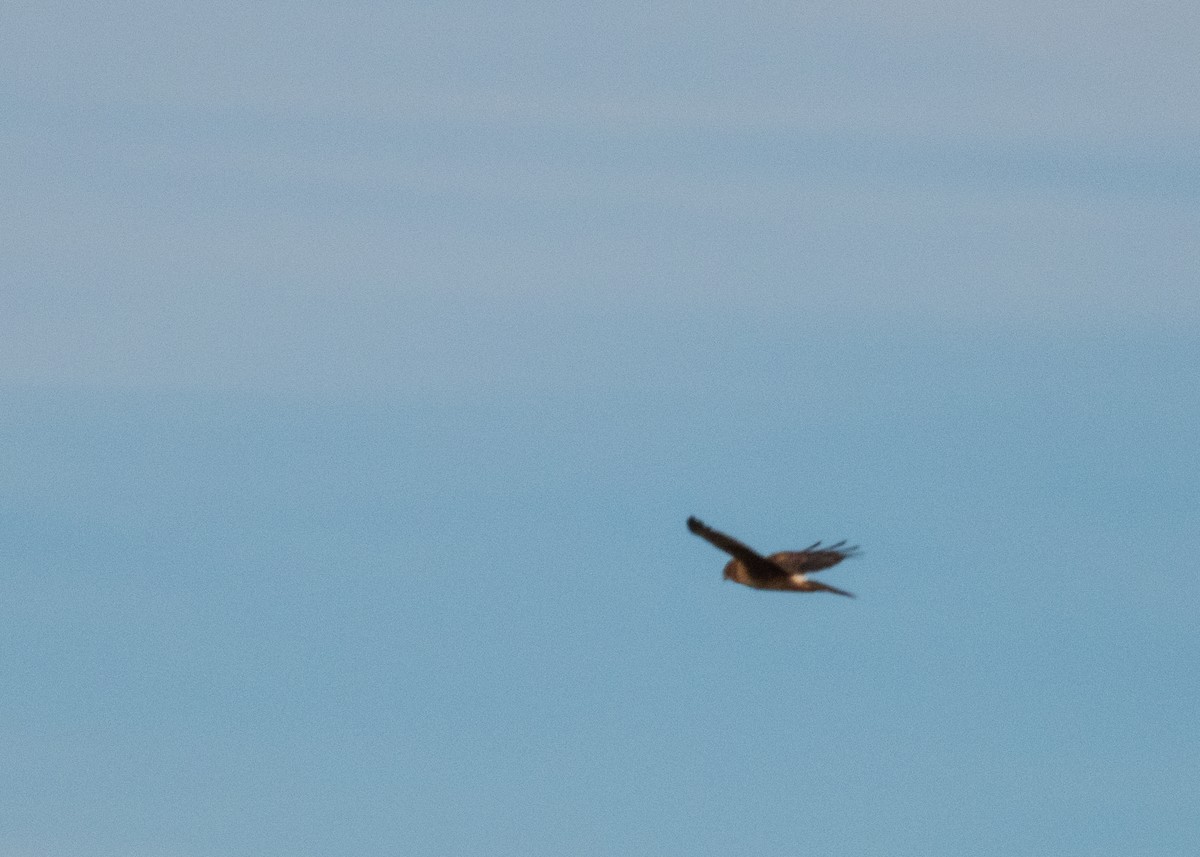 moták severoamerický - ML647594545