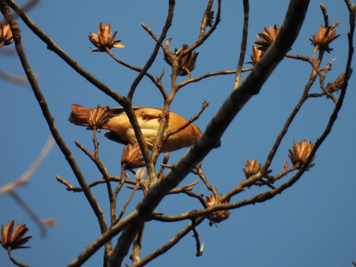 Northern Cardinal - ML647594562