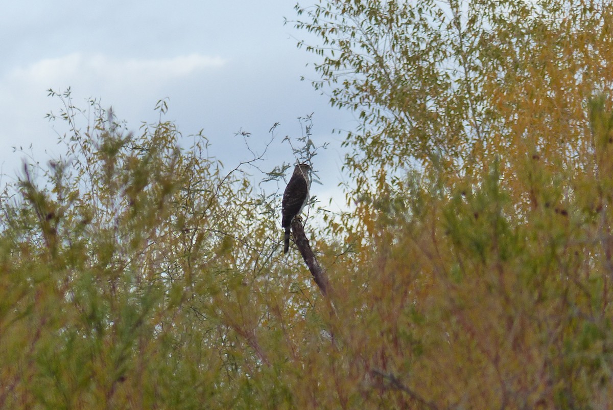Cooper's Hawk - ML647594565