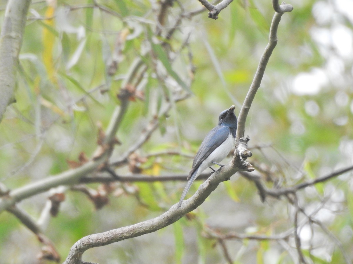 ナマリイロヒラハシ - ML647594594