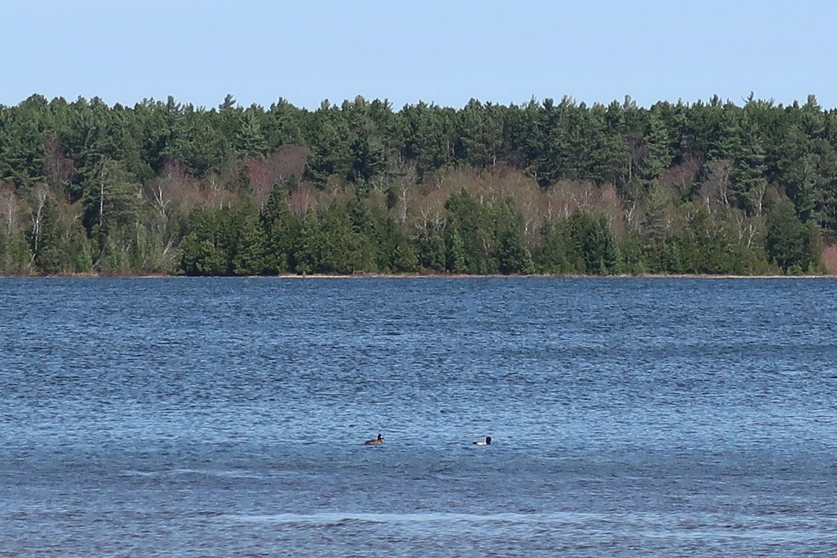 Lesser Scaup - ML647594596
