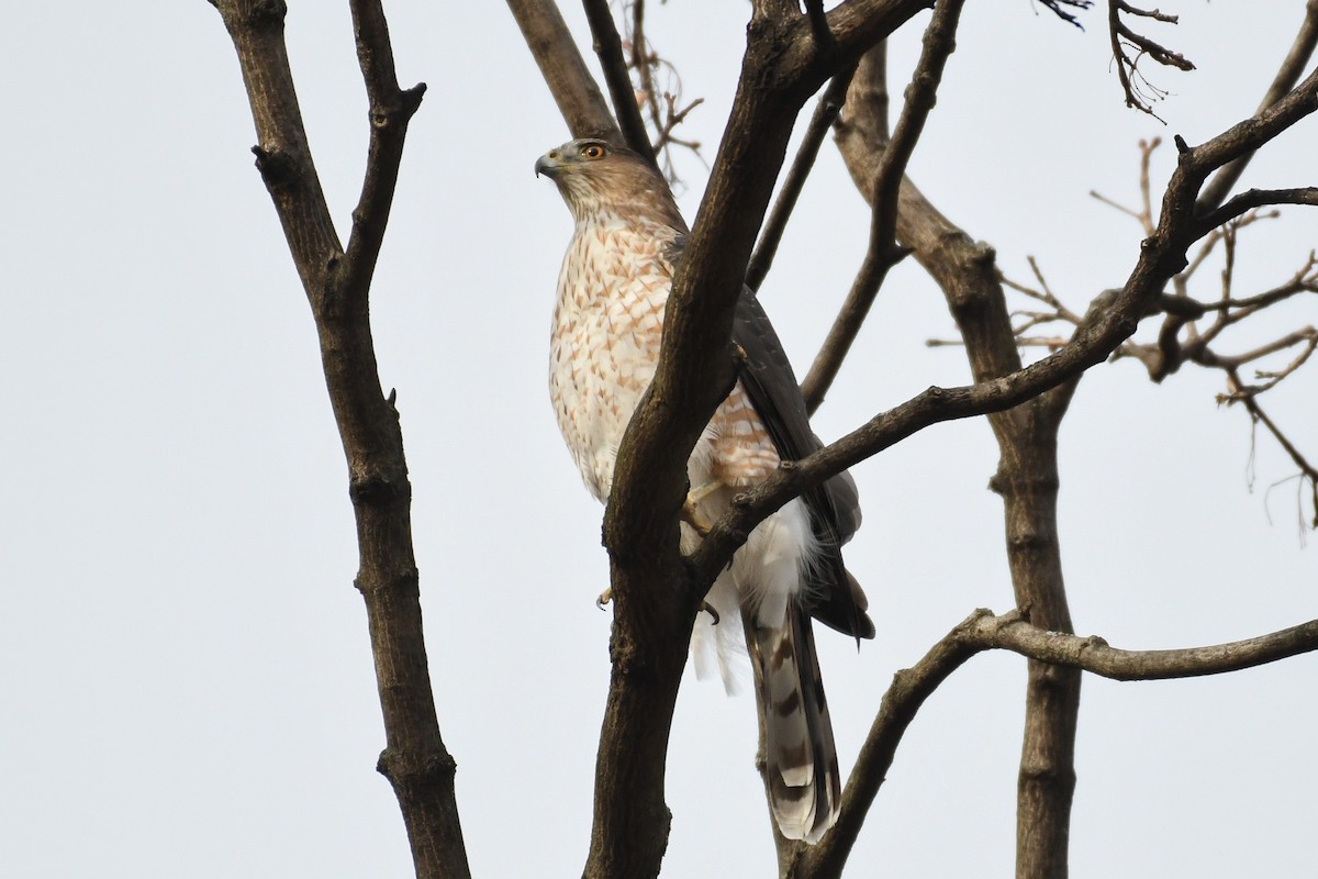 Cooper's Hawk - ML647594609