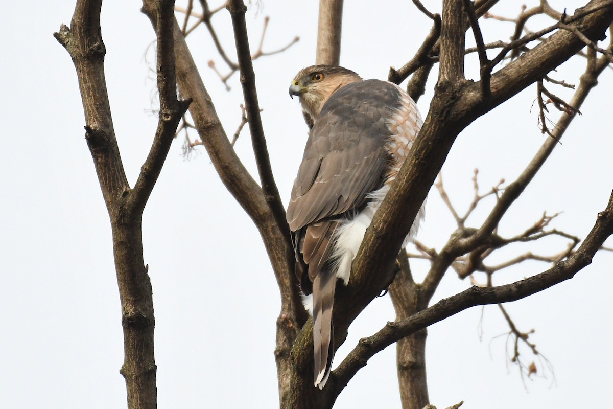 Cooper's Hawk - ML647594610