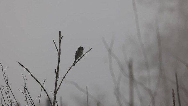 tyranovec domácí - ML647594614