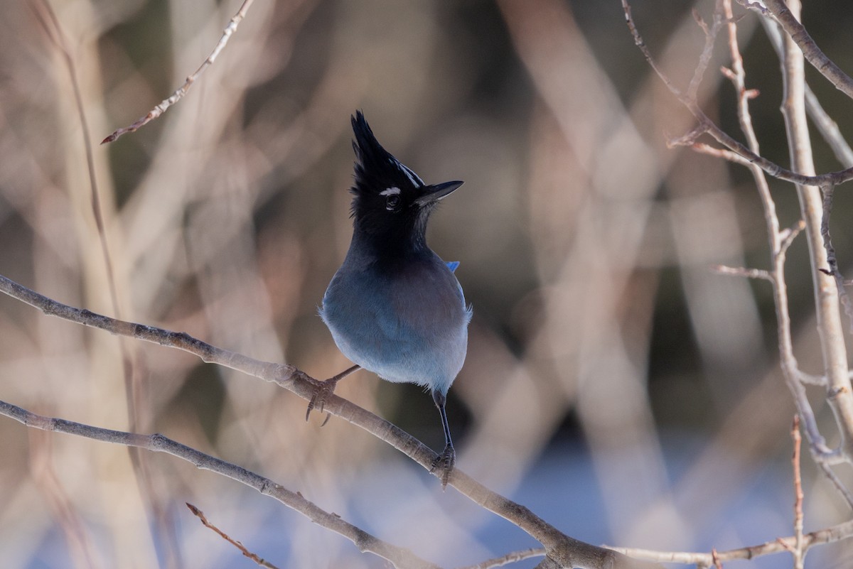 Steller Kargası - ML647594620