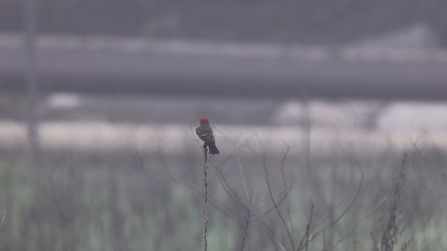 Vermilion Flycatcher - ML647594626