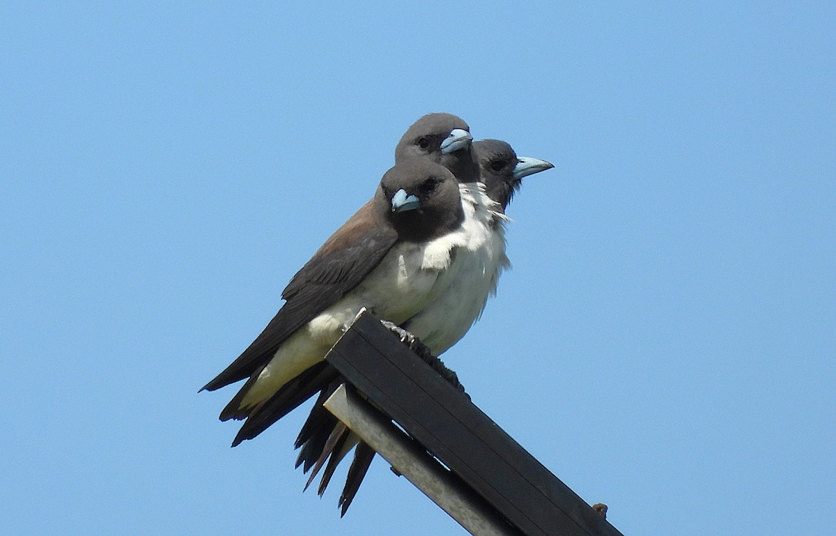 モリツバメ - ML647594668