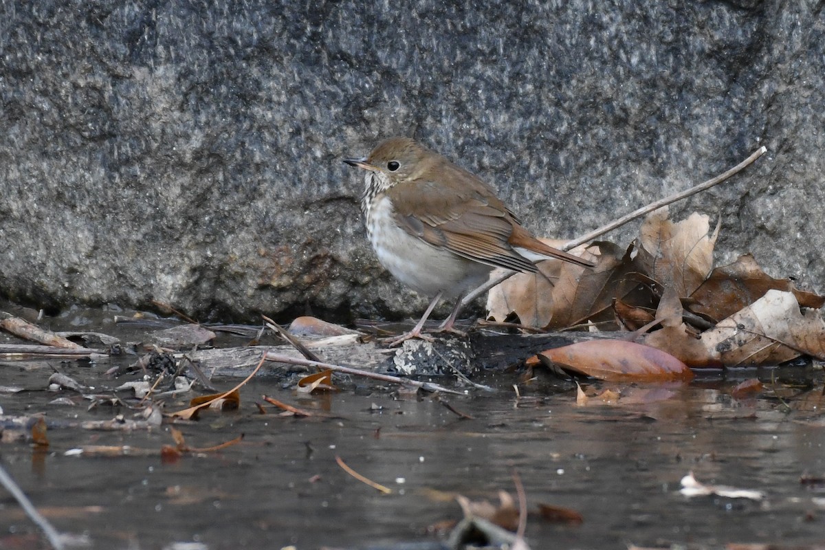 チャイロコツグミ（faxoni／crymophilus） - ML647594671