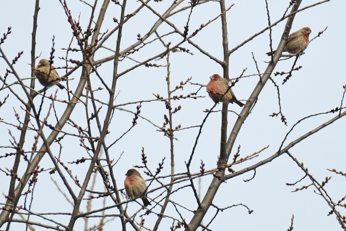 メキシコマシコ（mexicanus グループ） - ML647594673