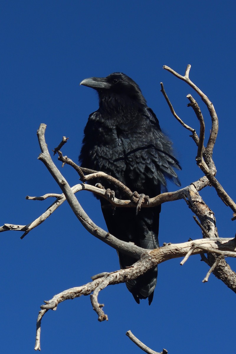 ワタリガラス - ML647594674