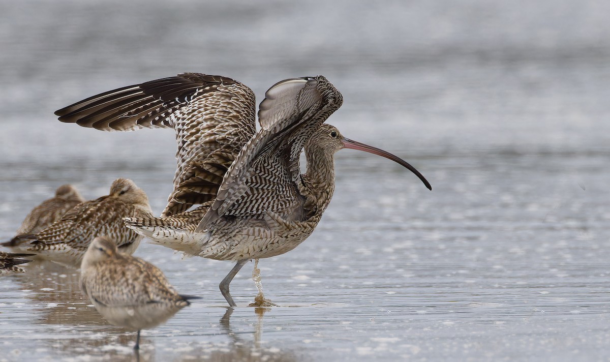 ホウロクシギ - ML647594675