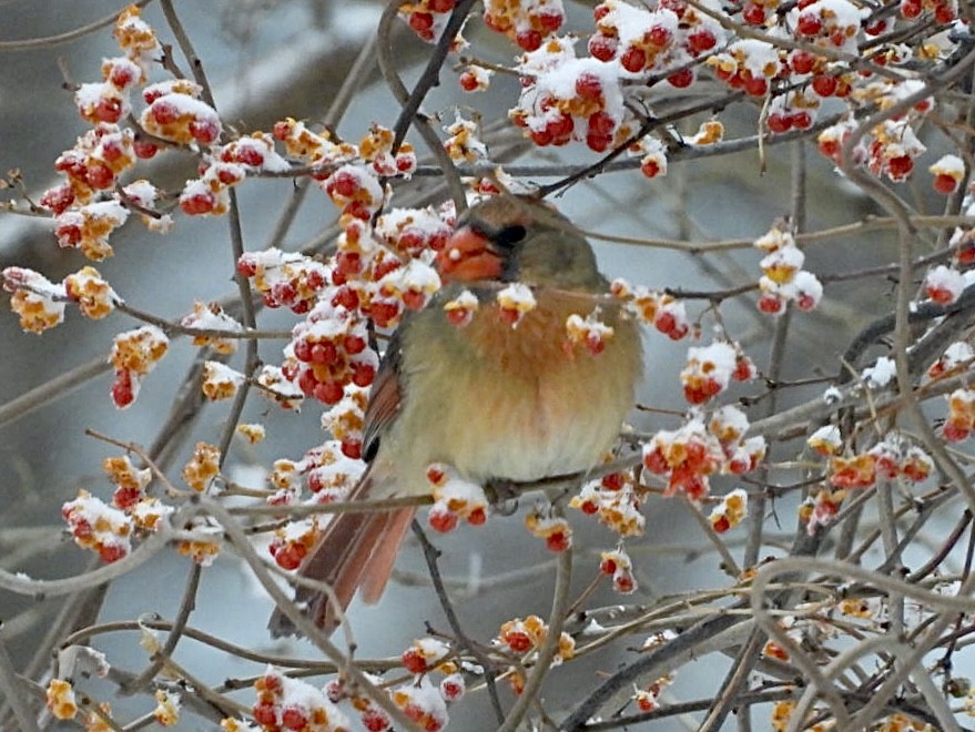 ショウジョウコウカンチョウ - ML647594676