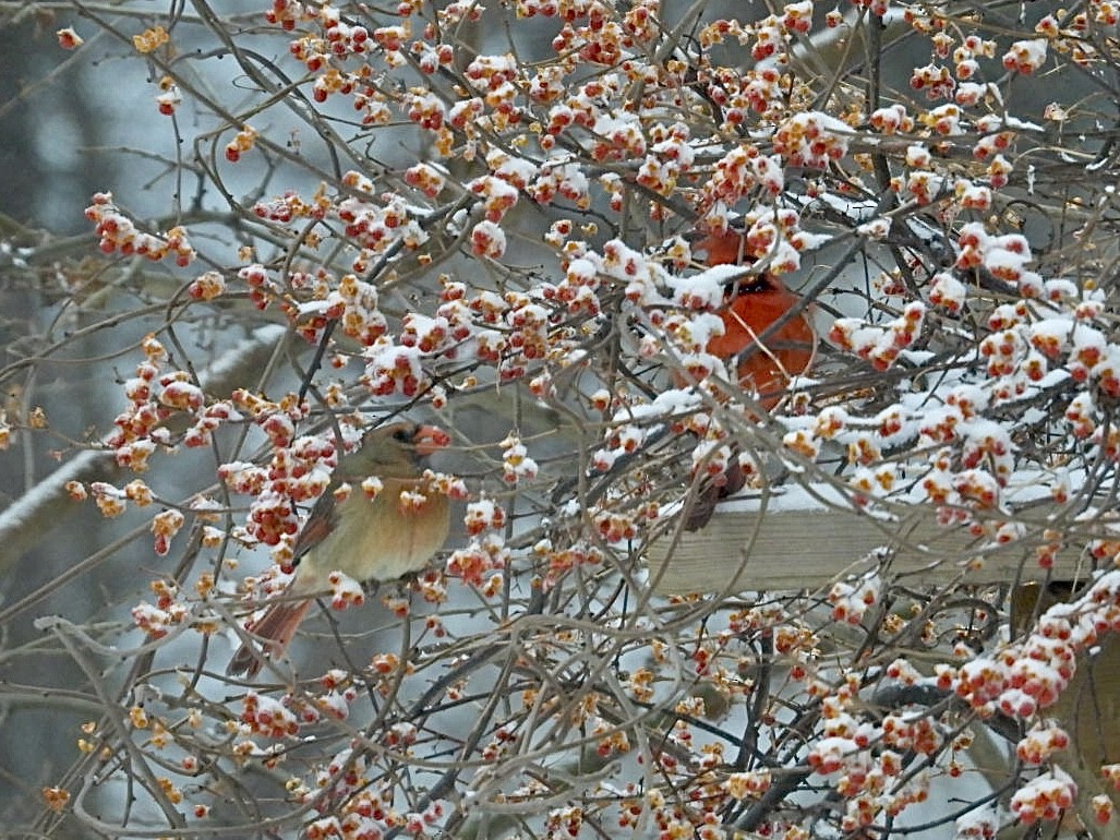 ショウジョウコウカンチョウ - ML647594677