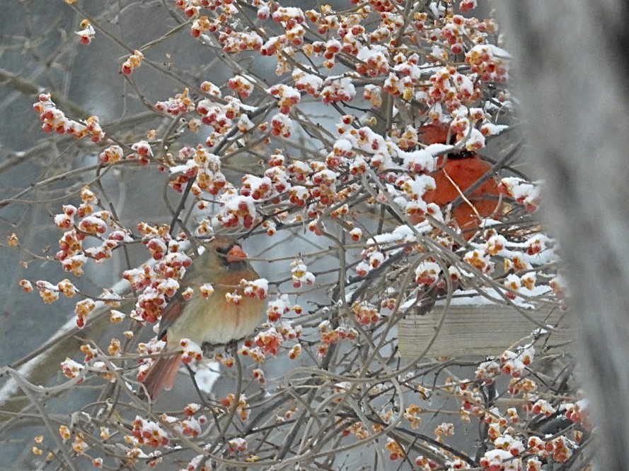 ショウジョウコウカンチョウ - ML647594678