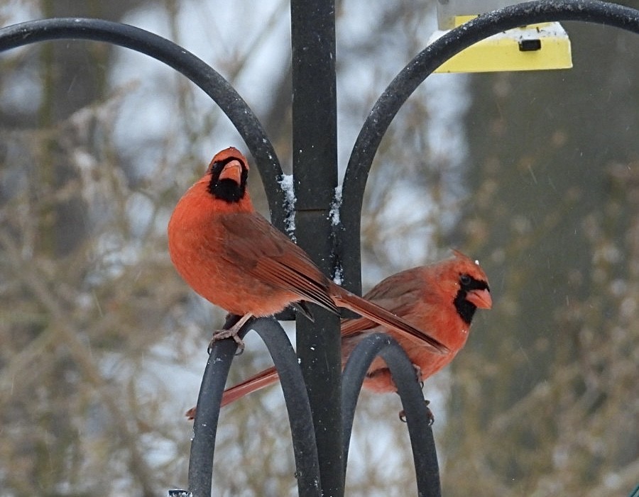 ショウジョウコウカンチョウ - ML647594679
