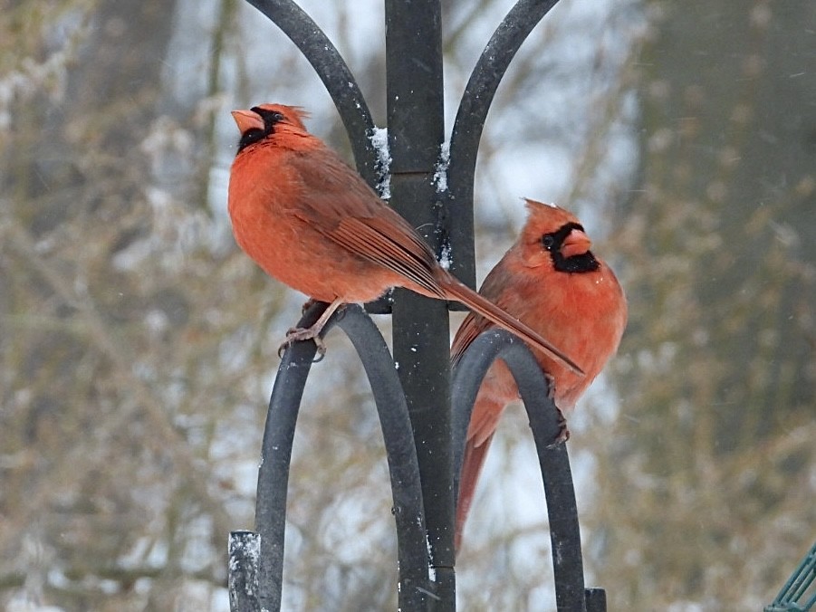 ショウジョウコウカンチョウ - ML647594680