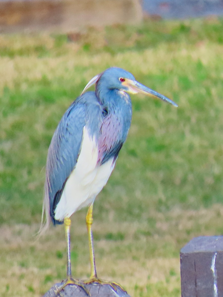 サンショクサギ - ML647594681