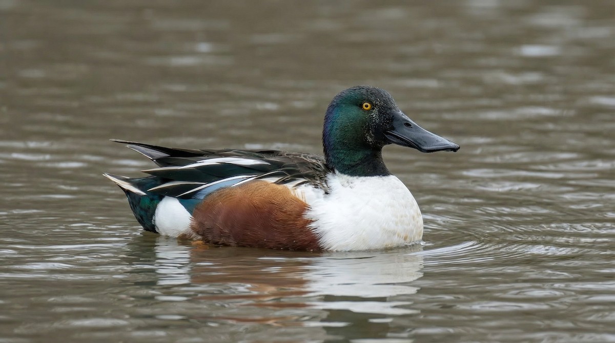 ハシビロガモ - ML647594683