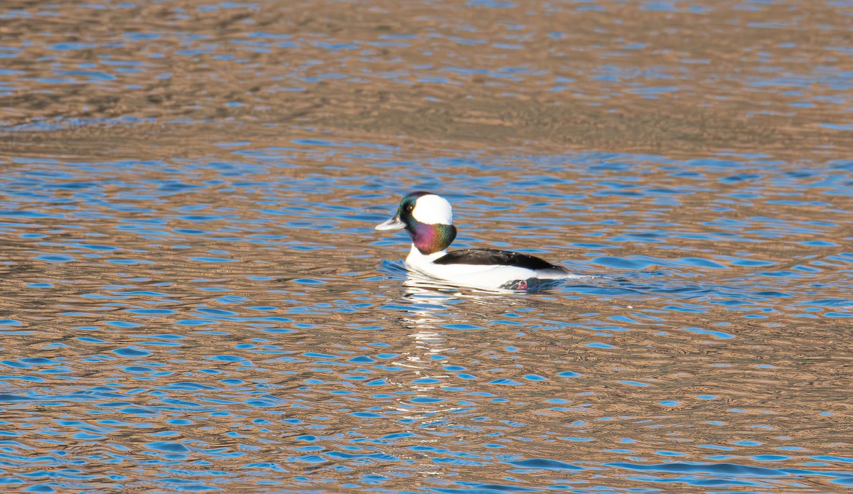 ヒメハジロ - ML647594685