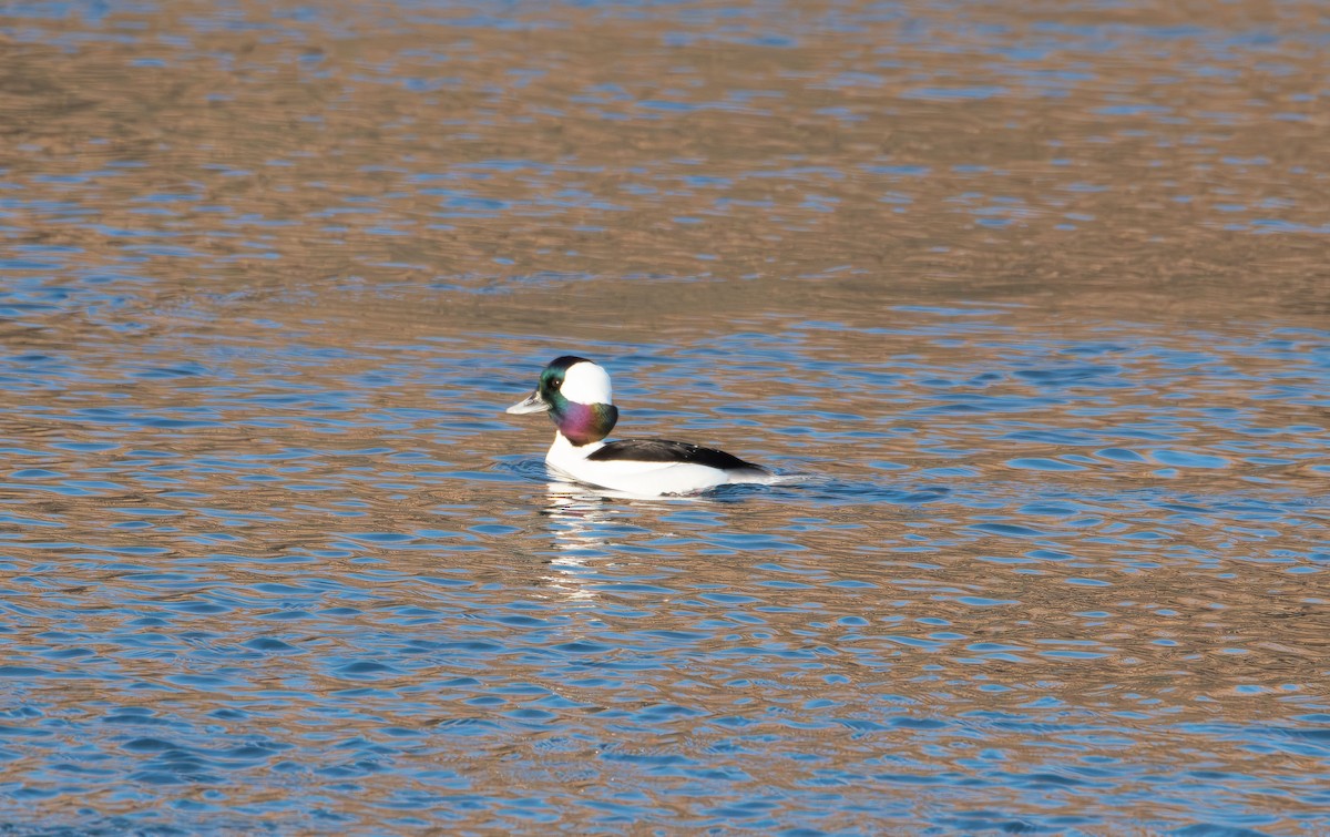 ヒメハジロ - ML647594686