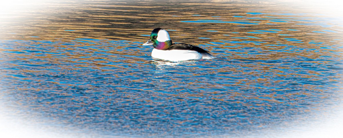 ヒメハジロ - ML647594687