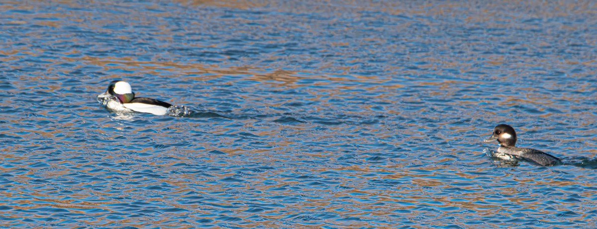 ヒメハジロ - ML647594688