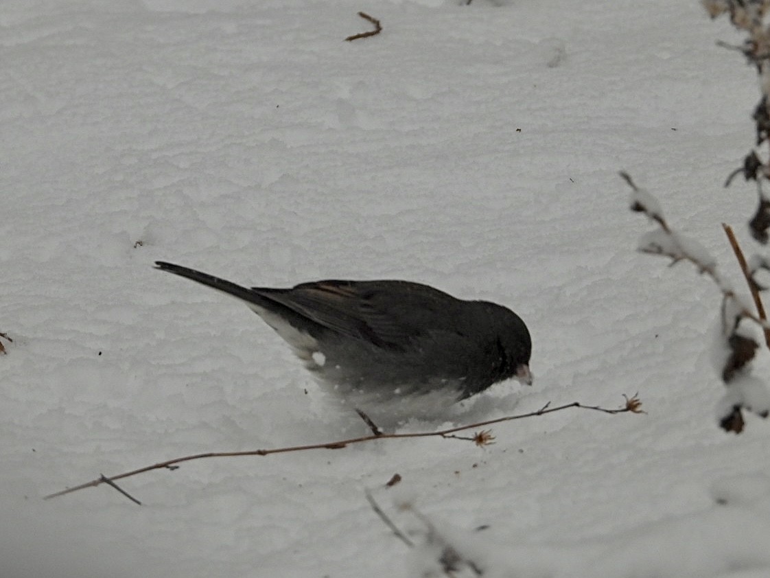 ユキヒメドリ - ML647594690