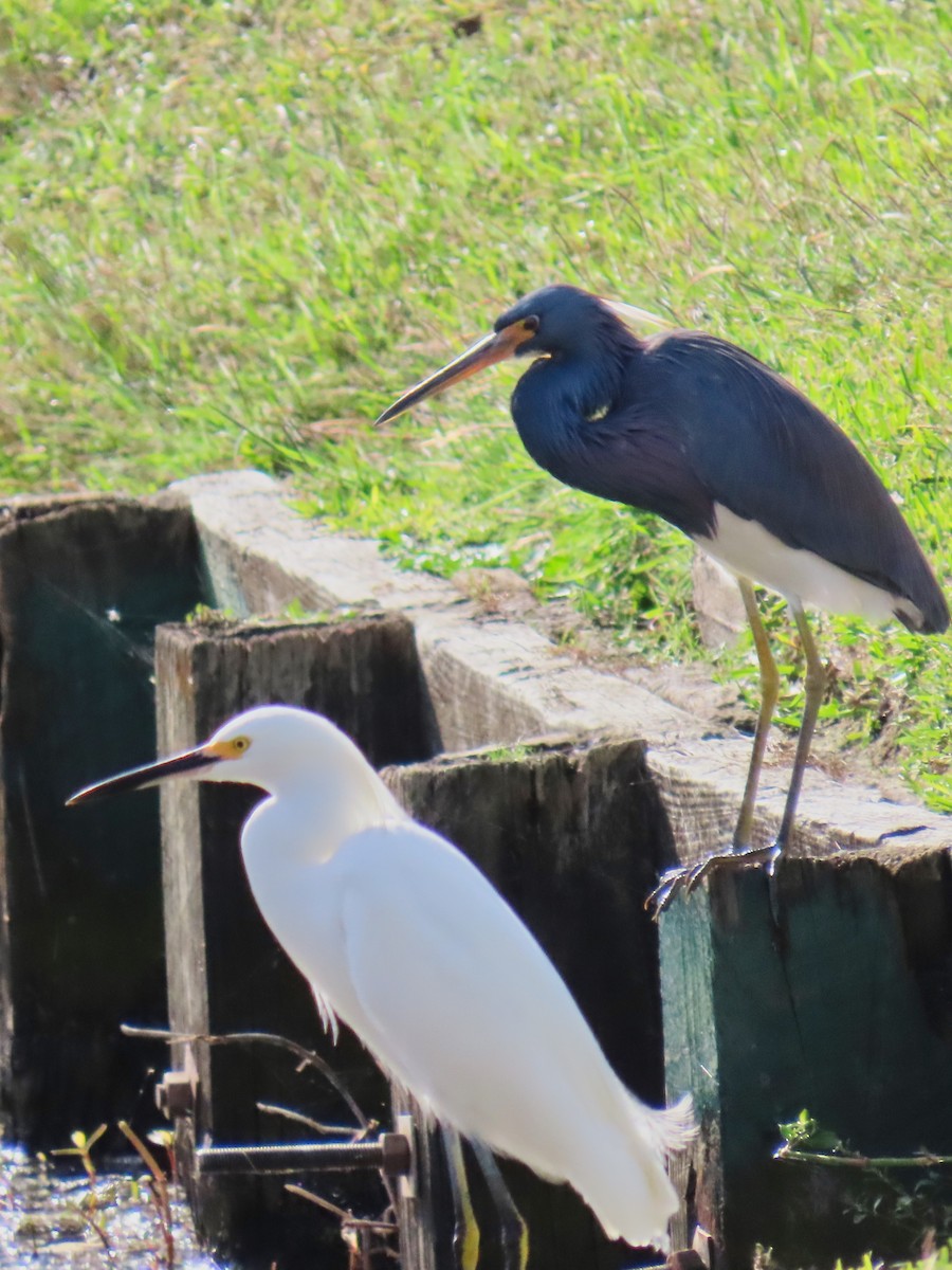 ユキコサギ - ML647594694