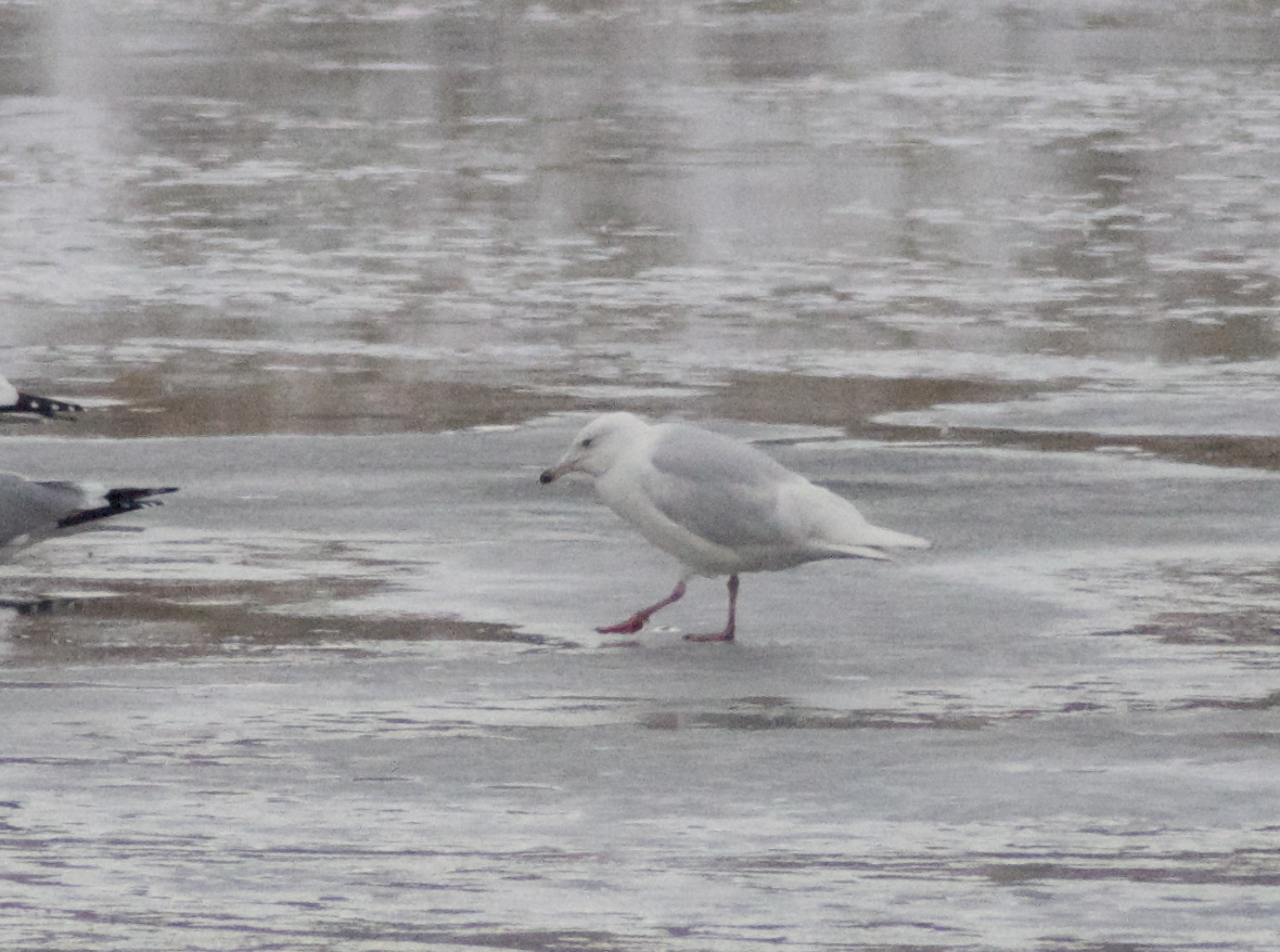 シロカモメ - ML647594695