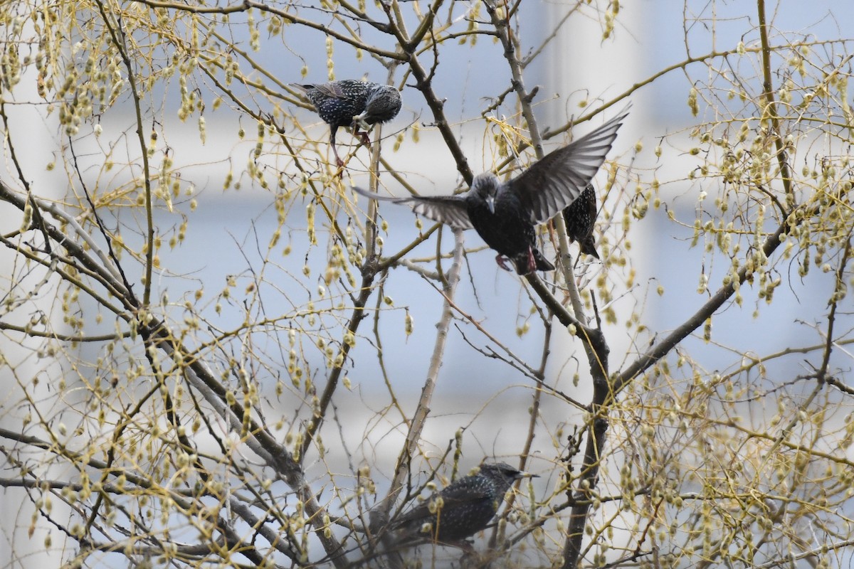 ホシムクドリ - ML647594697