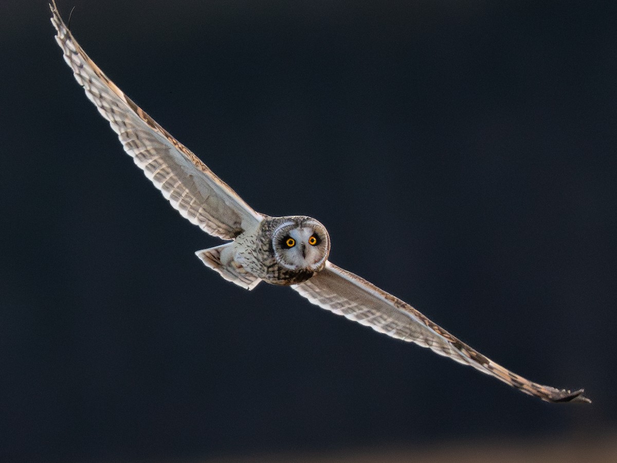Short-eared Owl - ML647594699
