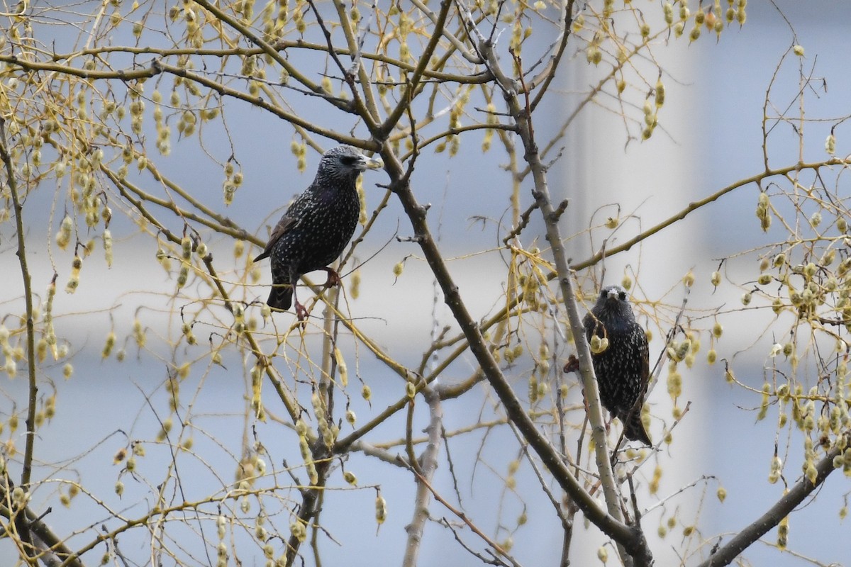 ホシムクドリ - ML647594700