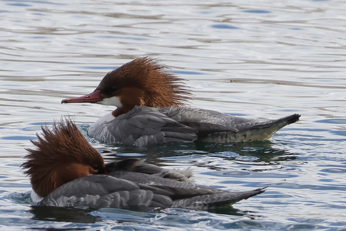 カワアイサ - ML647594701